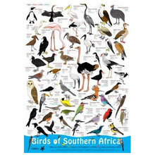 Load image into Gallery viewer, Birds of Southern Africa
