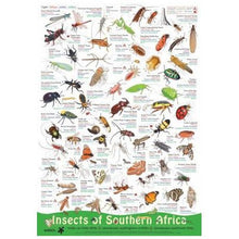 Load image into Gallery viewer, Insects of Southern Africa
