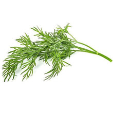 Load image into Gallery viewer, Click and Grow Dill Refill for Smart Herb Garden - 3 Pack
