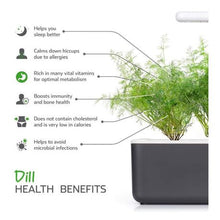 Load image into Gallery viewer, Click and Grow Dill Refill for Smart Herb Garden - 3 Pack
