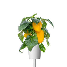 Load image into Gallery viewer, Click and Grow Yellow Sweet Pepper Refill for Smart Herb Garden - 3 Pack
