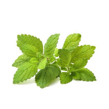 Load image into Gallery viewer, Click and Grow Lemon Balm Refill for Smart Herb Garden - 3 Pack
