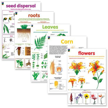 Educat wall chart 5 pack Botany Resource and Learning Buy Online in Zimbabwe thedailysale.shop