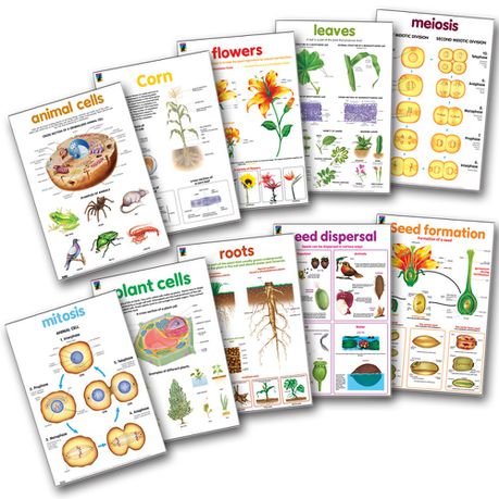 Educat Poster Pack - Biology Buy Online in Zimbabwe thedailysale.shop