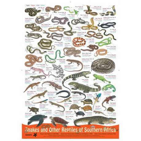 Snakes and other reptiles of Southern Africa