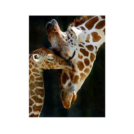 Diamond Painting DIY Kit, Round diamonds, 40x30cm- Baby Giraffe and Mother Buy Online in Zimbabwe thedailysale.shop