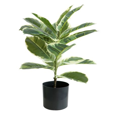 HouzeComfort Artificial Plastic Ficus Elastica Pot Plant Indoor and Outdoor Buy Online in Zimbabwe thedailysale.shop