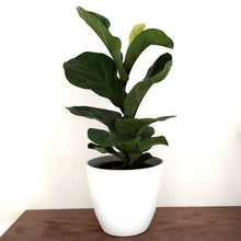 Load image into Gallery viewer, PH Garden - Plastic Plant Pot Cover White 17cm
