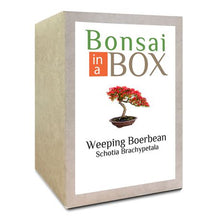 Load image into Gallery viewer, Bonsai in a Box - Weeping Boerbean Tree
