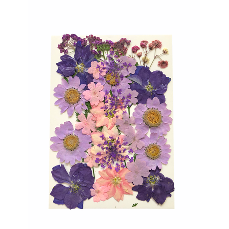 Dried _ Pressed Flowers - Purple & Pink Small Buy Online in Zimbabwe thedailysale.shop