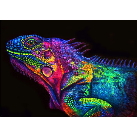 DIY Painting By Numbers Kit - Bearded Dragon Buy Online in Zimbabwe thedailysale.shop