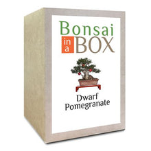 Load image into Gallery viewer, Bonsai in a Box - Dwarf Pomegranate Tree
