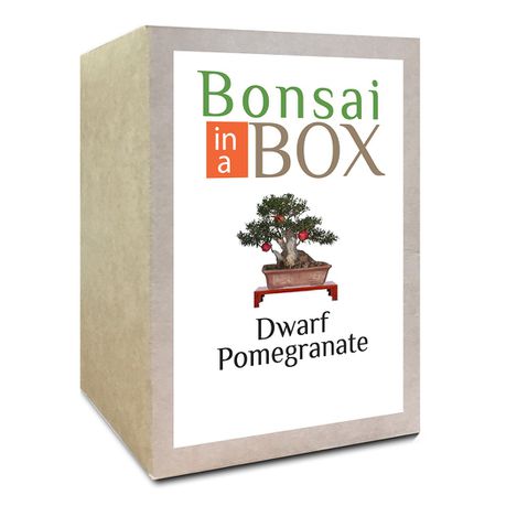 Bonsai in a Box - Dwarf Pomegranate Tree