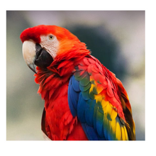 Load image into Gallery viewer, Grants Parrot Gourmet Treat Bucket ( 2.5 kg )
