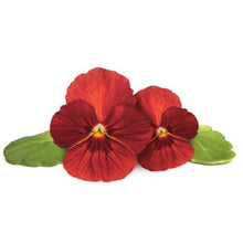 Load image into Gallery viewer, Click and Grow Red Pansy Refill for Smart Herb Garden - 3 Pack
