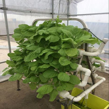 Load image into Gallery viewer, Hydroponic Step-Down Steel-Framed Tiered Growing System 88 Hole
