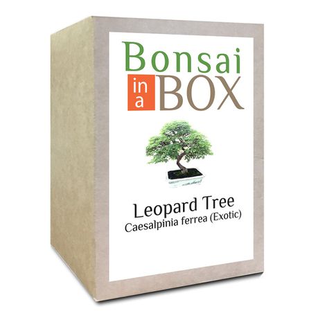 Bonsai in a Box - Leopard Tree