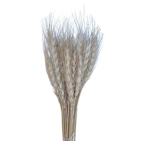 Preserved Wheat Forever Flora Buy Online in Zimbabwe thedailysale.shop